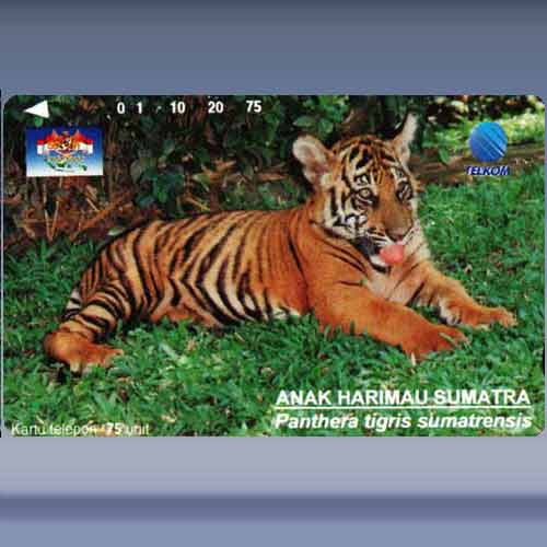 Anak Harimau Sumatra